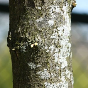 Photographie n°114092 du taxon Gleditsia triacanthos L. [1753]