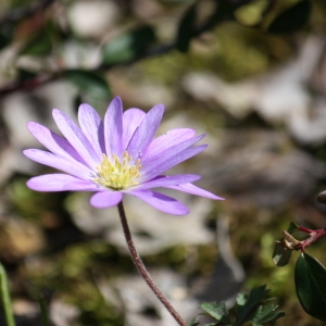 Photographie n°114117 du taxon Anemone blanda Schott & Kotschy [1854]