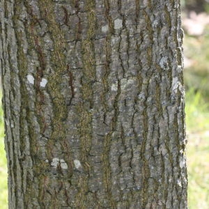 Photographie n°114125 du taxon Quercus cerris L. [1753]