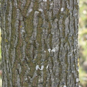 Photographie n°114126 du taxon Quercus cerris L. [1753]