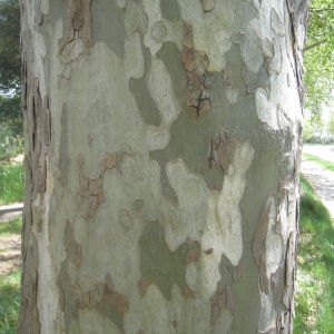 Photographie n°114156 du taxon Platanus x hispanica Mill. ex Münchh. [1770]