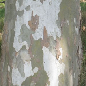 Photographie n°114160 du taxon Platanus x hispanica Mill. ex Münchh. [1770]