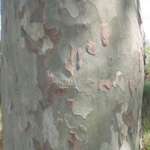 Photographie n°114162 du taxon Platanus x hispanica Mill. ex Münchh. [1770]