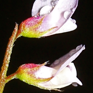 Photographie n°114179 du taxon Vicia disperma DC.