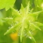  Marie  Portas - Ranunculus muricatus L.