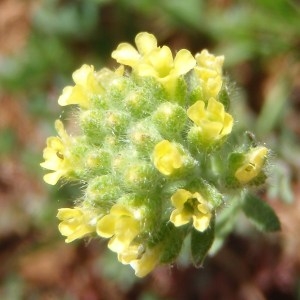 Photographie n°114193 du taxon Alyssum alyssoides (L.) L. [1759]