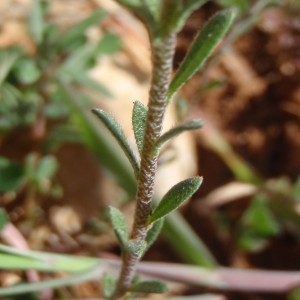 Photographie n°114194 du taxon Alyssum alyssoides (L.) L. [1759]