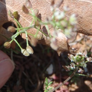 Photographie n°114196 du taxon Hornungia petraea (L.) Rchb. [1838]