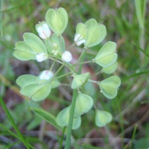 Photographie n°114197 du taxon Thlaspi perfoliatum L. [1753]