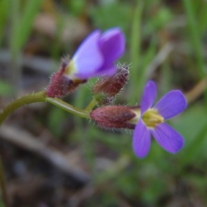 Photographie n°114201 du taxon Arabis verna (L.) R.Br. [1812]