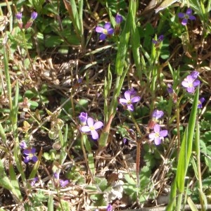 Photographie n°114203 du taxon Arabis verna (L.) R.Br. [1812]