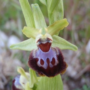 Photographie n°114206 du taxon Ophrys provincialis (Baumann & Künkele) Paulus [1988]