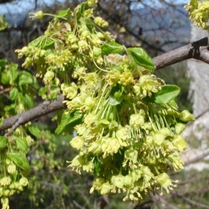 Photographie n°114221 du taxon Acer monspessulanum L. [1753]