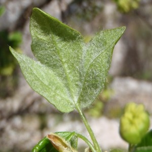 Photographie n°114222 du taxon Acer monspessulanum L. [1753]