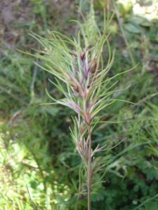 Genevieve Botti, le 15 avril 2013 (Rougiers)