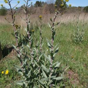 Photographie n°114229 du taxon Isatis tinctoria L. [1753]