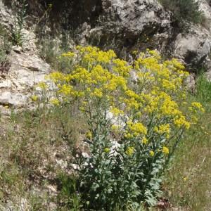 Photographie n°114235 du taxon Isatis tinctoria L. [1753]