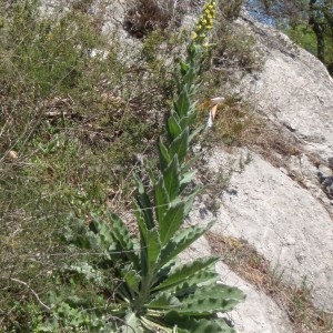 Photographie n°114242 du taxon Verbascum sinuatum L. [1753]