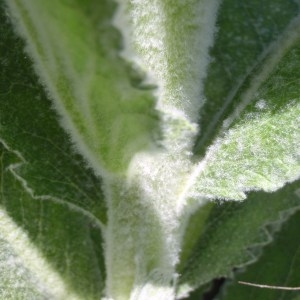 Photographie n°114245 du taxon Verbascum sinuatum L. [1753]