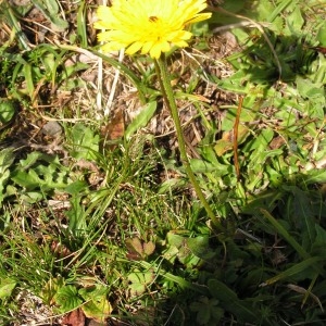 Photographie n°114260 du taxon Leontodon hispidus L. [1753]