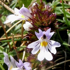 Photographie n°114264 du taxon Euphrasia alpina Lam. [1786]