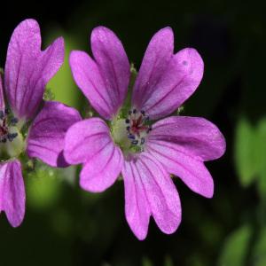 Geranium molle L. var. molle (Géranium à feuilles molles)