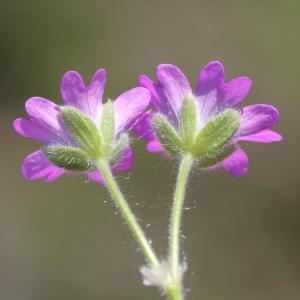 Photographie n°114289 du taxon Geranium molle L.