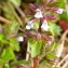  Marie  Portas - Stachys arvensis (L.) L. [1763]