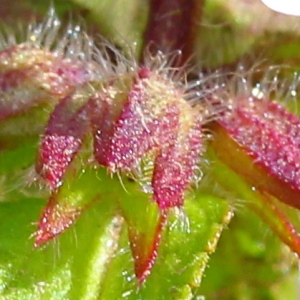 Trixago colorata C.Presl (Épiaire des champs)