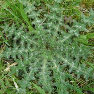 Photographie n°114330 du taxon Cirsium arvense (L.) Scop. [1772]