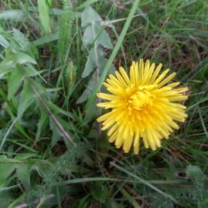 Photographie n°114341 du taxon Taraxacum F.H.Wigg. [1780]