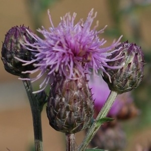 Photographie n°114345 du taxon Cirsium arvense (L.) Scop. [1772]