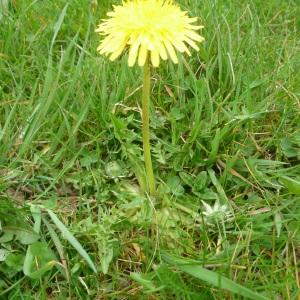 Photographie n°114354 du taxon Taraxacum F.H.Wigg. [1780]