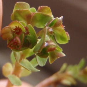 Photographie n°114371 du taxon Euphorbia peplus var. peploides (Gouan) Vis. [1852]