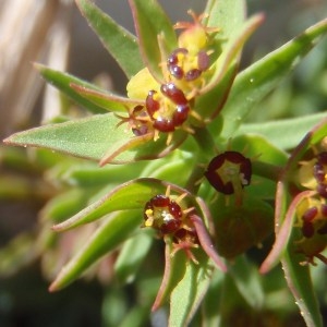 Euphorbia sulcata Lens ex Loisel. (Euphorbe sillonée)