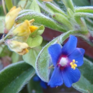 Photographie n°114384 du taxon Lysimachia arvensis (L.) U.Manns & Anderb. [2009]