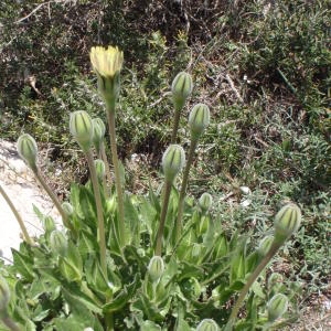 Photographie n°114386 du taxon Urospermum dalechampii (L.) Scop. ex F.W.Schmidt [1795]