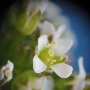 Capsella bursa-pastoris (L.) Medik. subsp. bursa-pastoris (Bourse-à-pasteur)