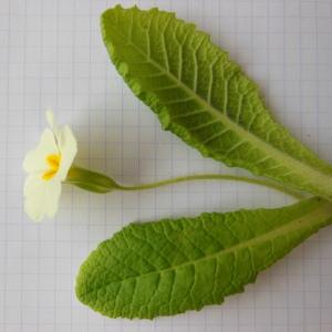  - Primula vulgaris subsp. vulgaris 