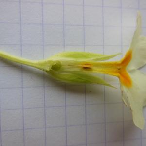 Primula vulgaris Huds. subsp. vulgaris (Primevère acaule)