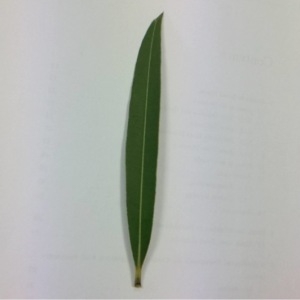 Photographie n°114438 du taxon Nerium oleander L. [1753]