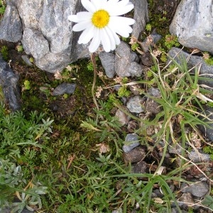 Photographie n°114452 du taxon Leucanthemopsis alpina var. alpina
