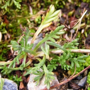 Photographie n°114454 du taxon Leucanthemopsis alpina var. alpina