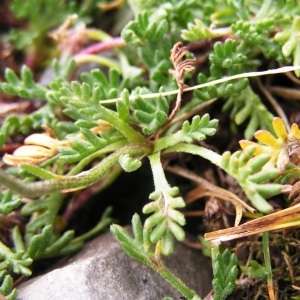  - Leucanthemopsis alpina var. alpina