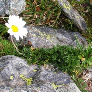  - Leucanthemopsis alpina var. alpina