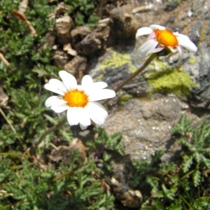 Photographie n°114464 du taxon Leucanthemopsis alpina subsp. minima (Vill.) Holub [1977]