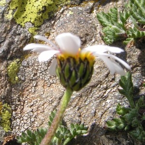 Photographie n°114465 du taxon Leucanthemopsis alpina subsp. minima (Vill.) Holub [1977]