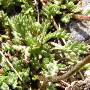 Photographie n°114466 du taxon Leucanthemopsis alpina subsp. minima (Vill.) Holub [1977]