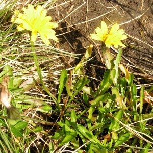 Scorzoneroides duboisii (Sennen) Greuter (Liondent de Dubois)