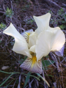 Genevieve Botti, le 17 avril 2013 (Cuges-les-Pins (col de Riboux))
